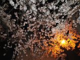夜桜ライトアップ 五稜郭公園